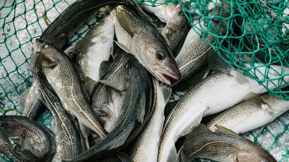 全國-聯邦政府結束歷時三十多年的紐芬蘭及拉布拉多省鱈魚捕撈禁令 有分析質疑自由黨想藉此拉攏民意 | 新時代電視 Fairchild TV