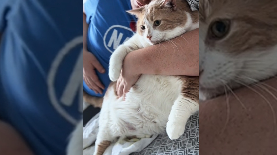 渥太華一隻超磅猫咪因减肥視頻在網上爆紅