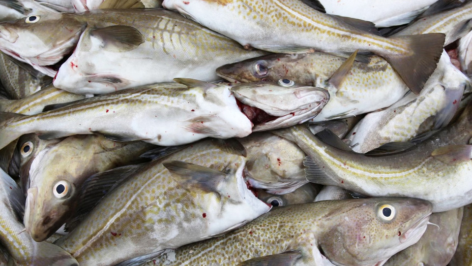 紐芬蘭及拉布拉多省省長抨擊聯邦推出的鱈魚捕撈分配是對省份的侮辱