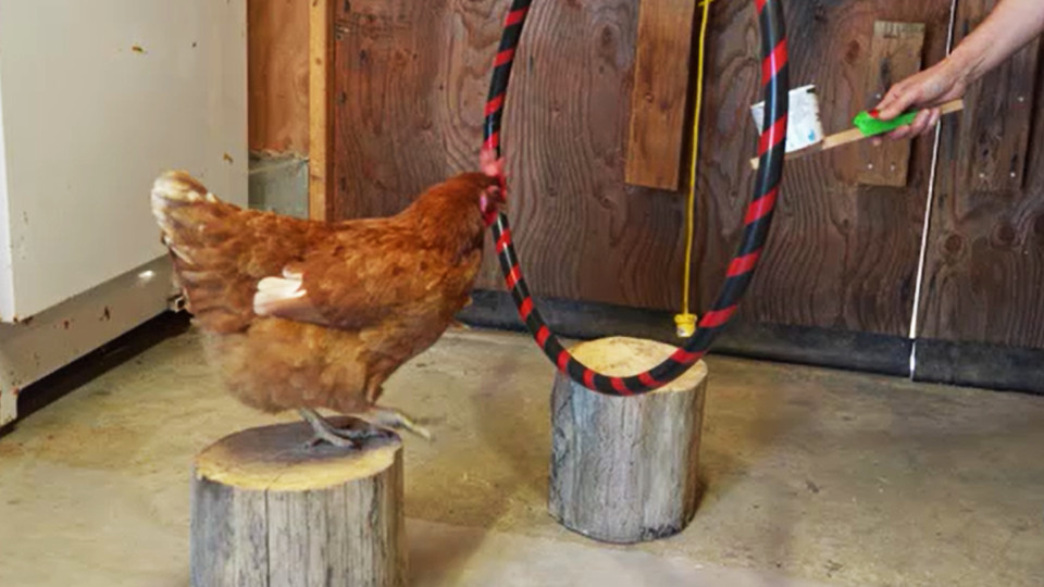 卑詩省一名女士訓練出一隻能夠認字的雞獲得健力士記錄