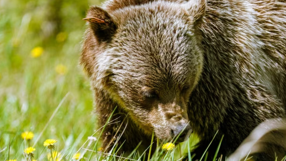 亞省政府容許省民在特定條件下獵殺灰熊