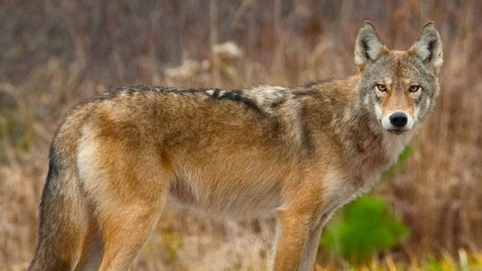 東部狼已被聯邦政府升級為受威脅物種