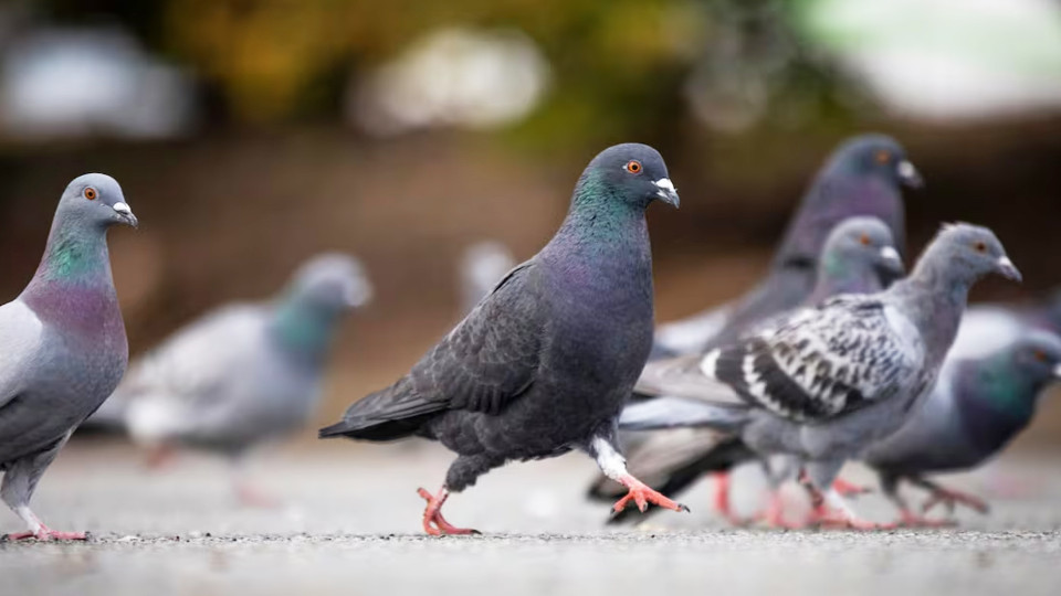 為控制多倫多鴿子數量 市府正推行節育計劃