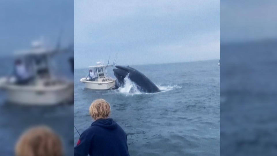 美國新罕布什爾州最近有一艘漁船被鯨魚撞翻