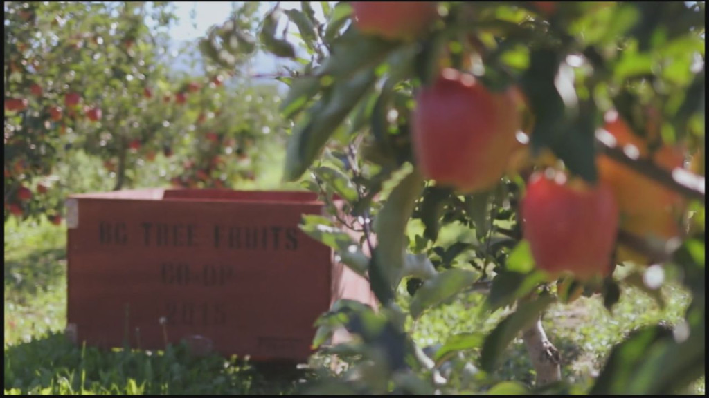 Canada West-BC Tree Fruits Shut Down | Fairchild TV 