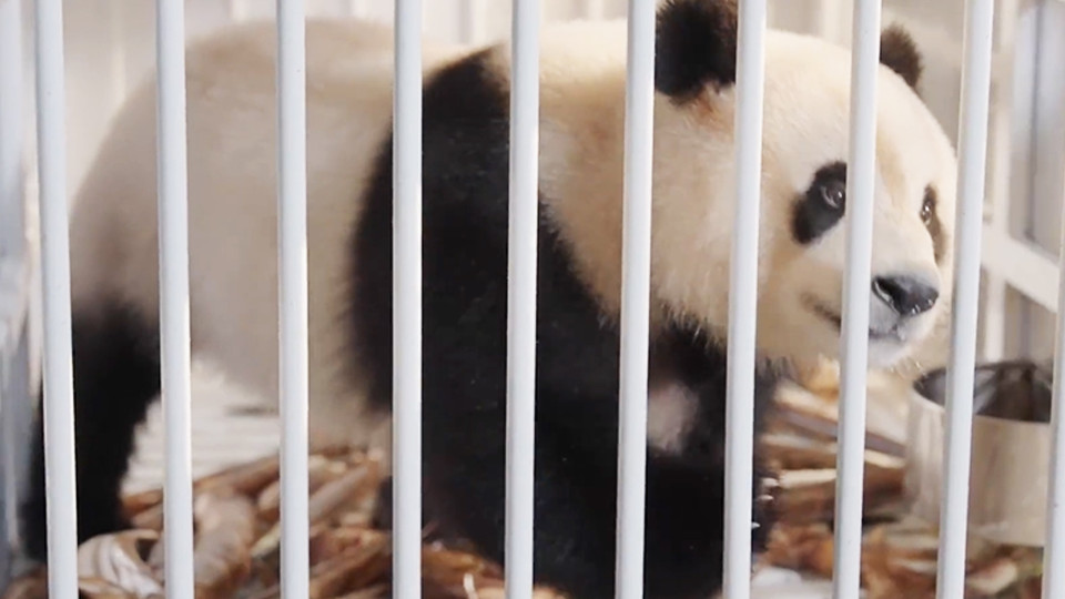 大熊貓「寶力」和「青寶」 今日扺達美國華盛頓國家動物園