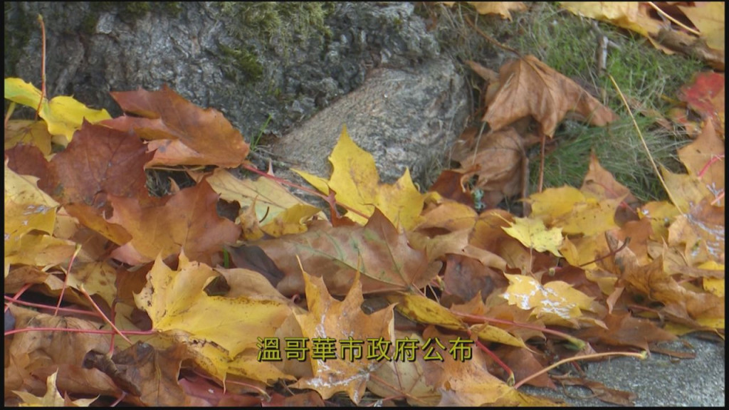 Leaf collection vancouver 