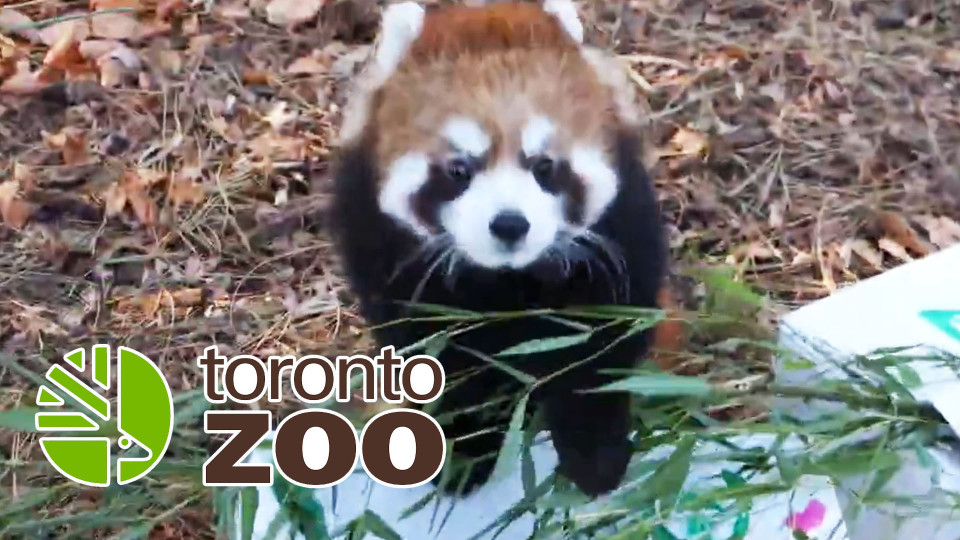 多倫多動物園 今日揭曉一隻小熊貓BB的名字