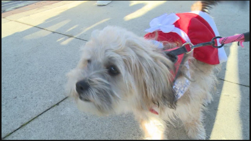 Holiday Dog Parade