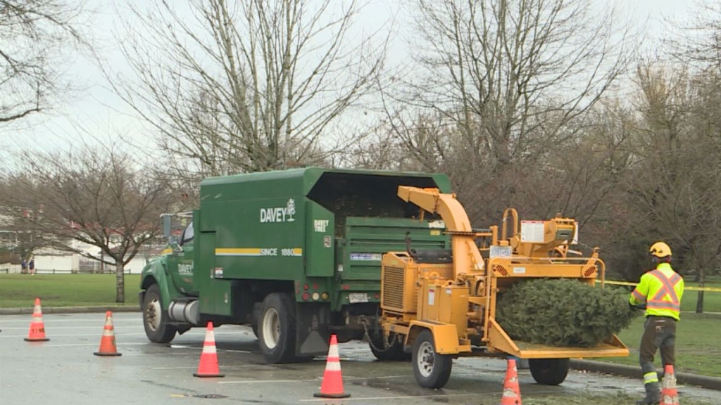 Christmas Tree Chipping