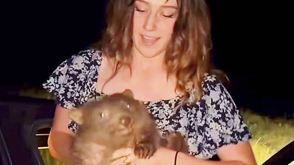 Photo of Baby Wombat Snatcher